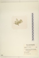登錄號:A00008002藏品圖，第3張