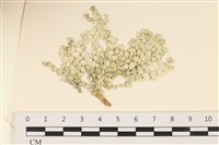 登錄號:A00008002藏品圖，第1張
