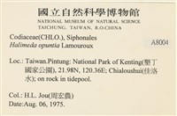 仙掌藻, 海仙人掌藏品圖，第2張