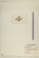 仙掌藻, 海仙人掌藏品圖，第3張