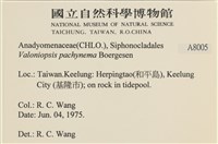 指枝藻藏品圖，第2張