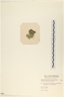 指枝藻藏品圖，第3張