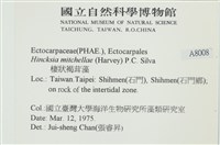 棲狀褐茸藻藏品圖，第2張
