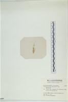 棲狀褐茸藻藏品圖，第3張