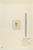 登錄號:A00008010藏品圖，第3張