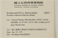 布氏藻藏品圖，第2張