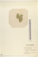 布氏藻藏品圖，第3張