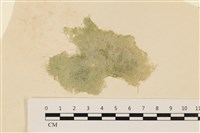 布氏藻藏品圖，第1張