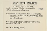 指枝藻藏品圖，第2張