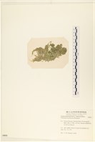指枝藻藏品圖，第3張