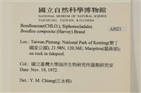 布氏藻藏品圖，第2張