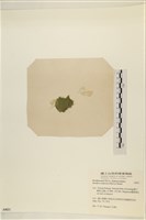 布氏藻藏品圖，第3張