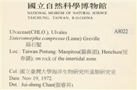 扁石髮藏品圖，第2張