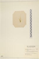 扁石髮藏品圖，第3張