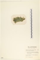 指枝藻藏品圖，第3張