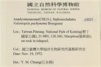 指枝藻藏品圖，第2張