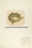 指枝藻藏品圖，第1張