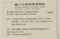 布氏藻藏品圖，第2張