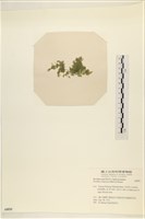 布氏藻藏品圖，第3張