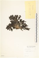 登錄號:A00008051藏品圖，第3張