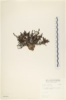 登錄號:A00008052藏品圖，第3張