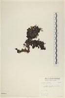 登錄號:A00008053藏品圖，第1張