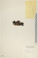 登錄號:A00008054藏品圖，第3張