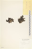 登錄號:A00008055藏品圖，第3張