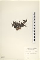登錄號:A00008056藏品圖，第3張
