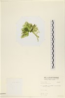 大石蓴, 石蓴藏品圖，第3張