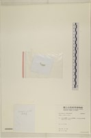 環蠕藻藏品圖，第3張