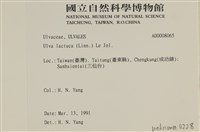 大石蓴, 石蓴藏品圖，第2張