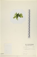 大石蓴, 石蓴藏品圖，第3張