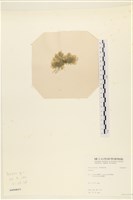 登錄號:A00008073藏品圖，第3張