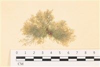 登錄號:A00008073藏品圖，第1張