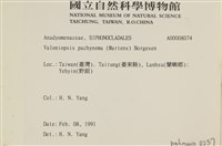指枝藻藏品圖，第2張