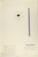 指枝藻藏品圖，第3張