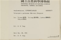 指枝藻藏品圖，第2張