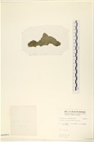 指枝藻藏品圖，第3張