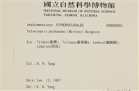 指枝藻藏品圖，第2張
