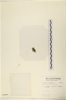 指枝藻藏品圖，第3張