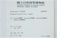 厚葉馬尾藻藏品圖，第2張