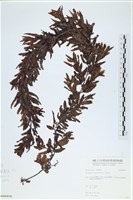厚葉馬尾藻藏品圖，第1張