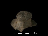 陶蓋鈕藏品圖，第2張