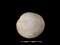 貝刮器藏品圖，第1張