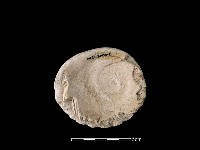 貝刮器藏品圖，第1張