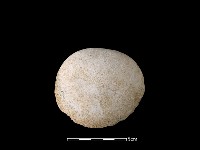 貝刮器藏品圖，第2張