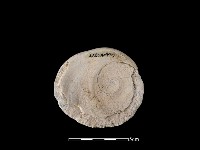 貝刮器藏品圖，第2張