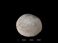 貝刮器藏品圖，第2張