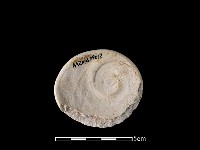 貝刮器藏品圖，第1張